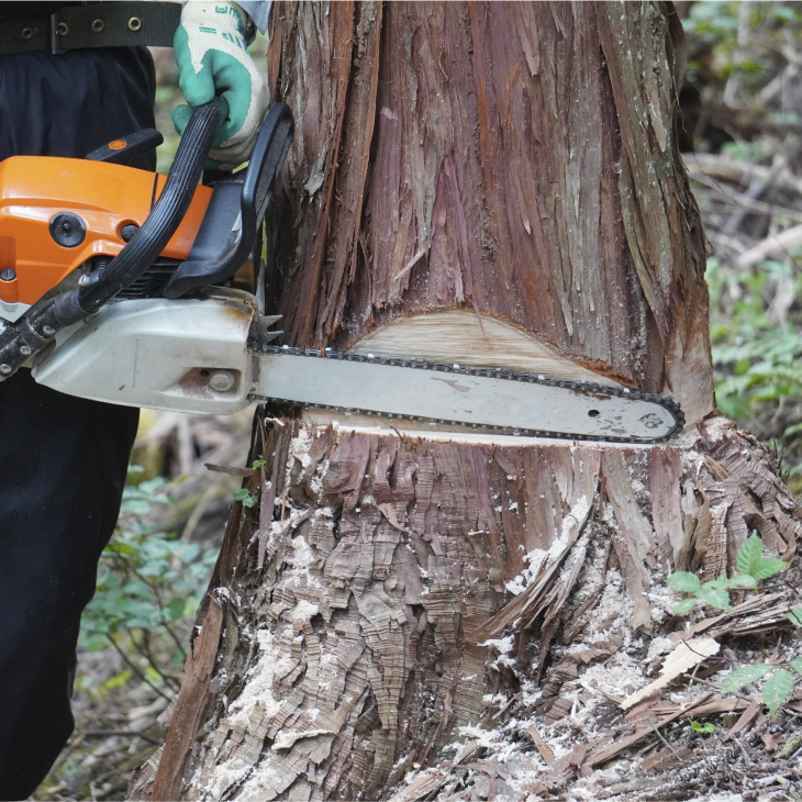 木の伐採